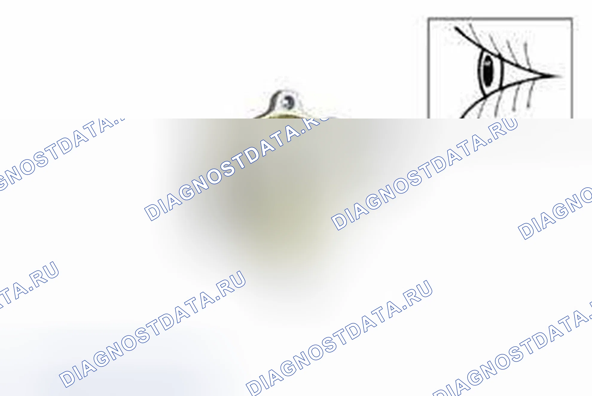 Рис. 2152. Ford Edge I рестайлинг