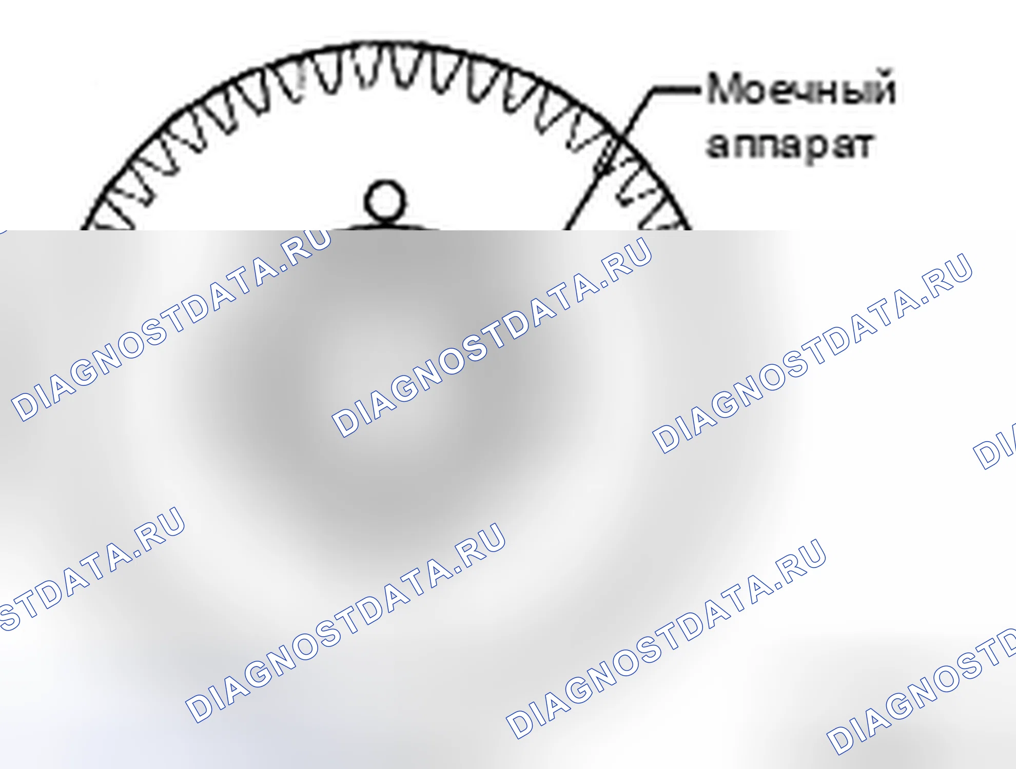 Рис. 344. Toyota Camry XV40