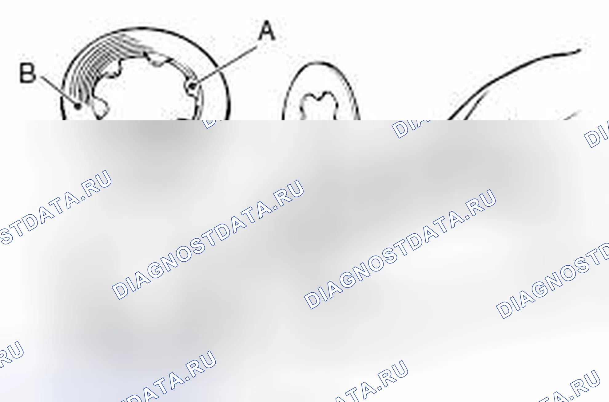 Рис. 145: ПРОВЕРКА ИЗНОСА ФРИКЦИОННОЙ ПЛАСТИНЫ И ФРИКЦИОННОГО ДИСКА. Honda Domani MB