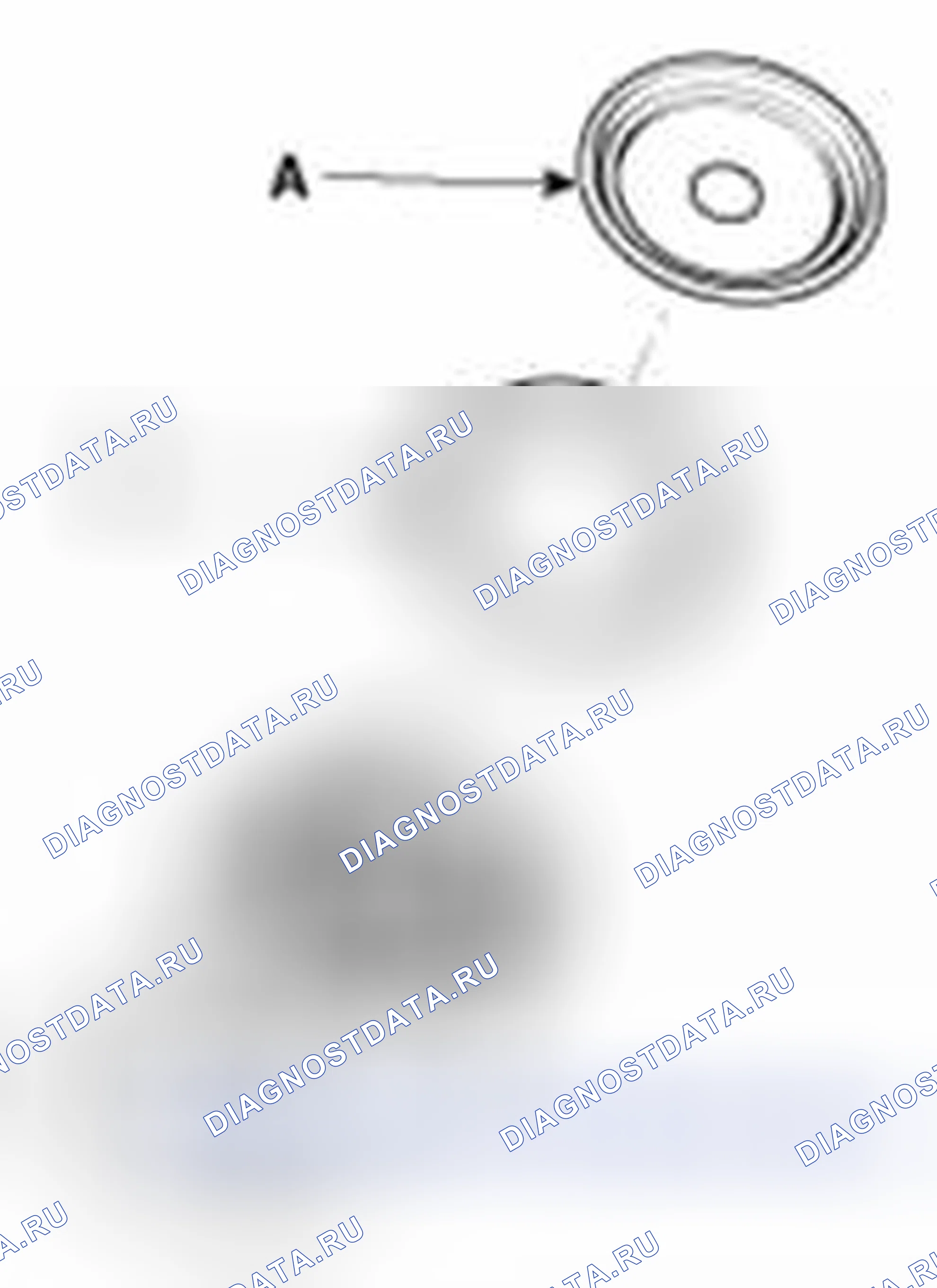 Рис. 14. Kia Sedona II рестайлинг