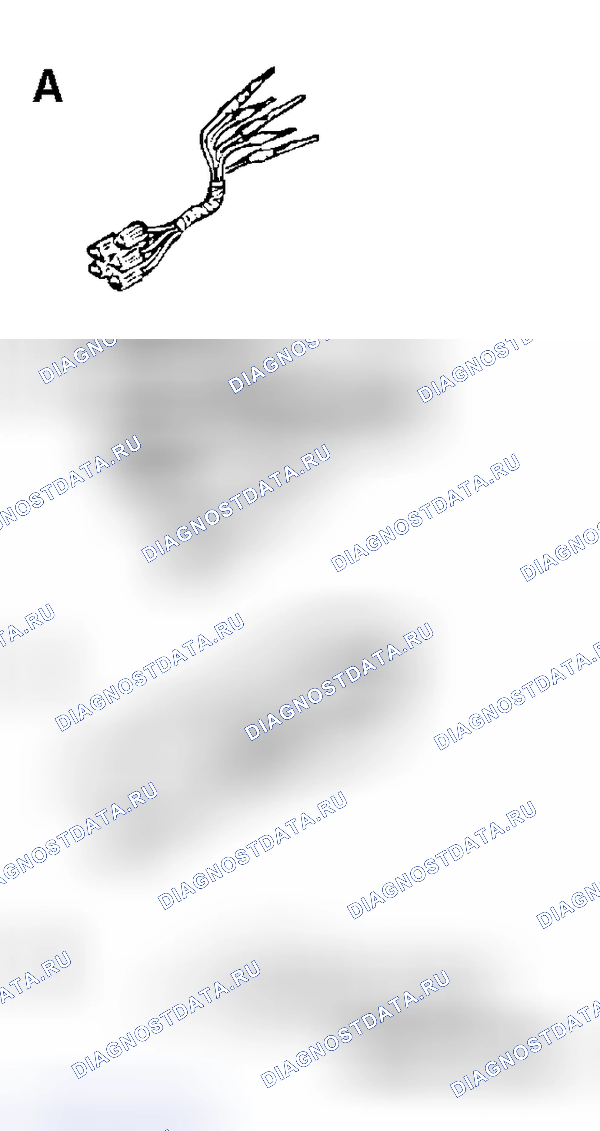 Рис. 2. Honda Envix I