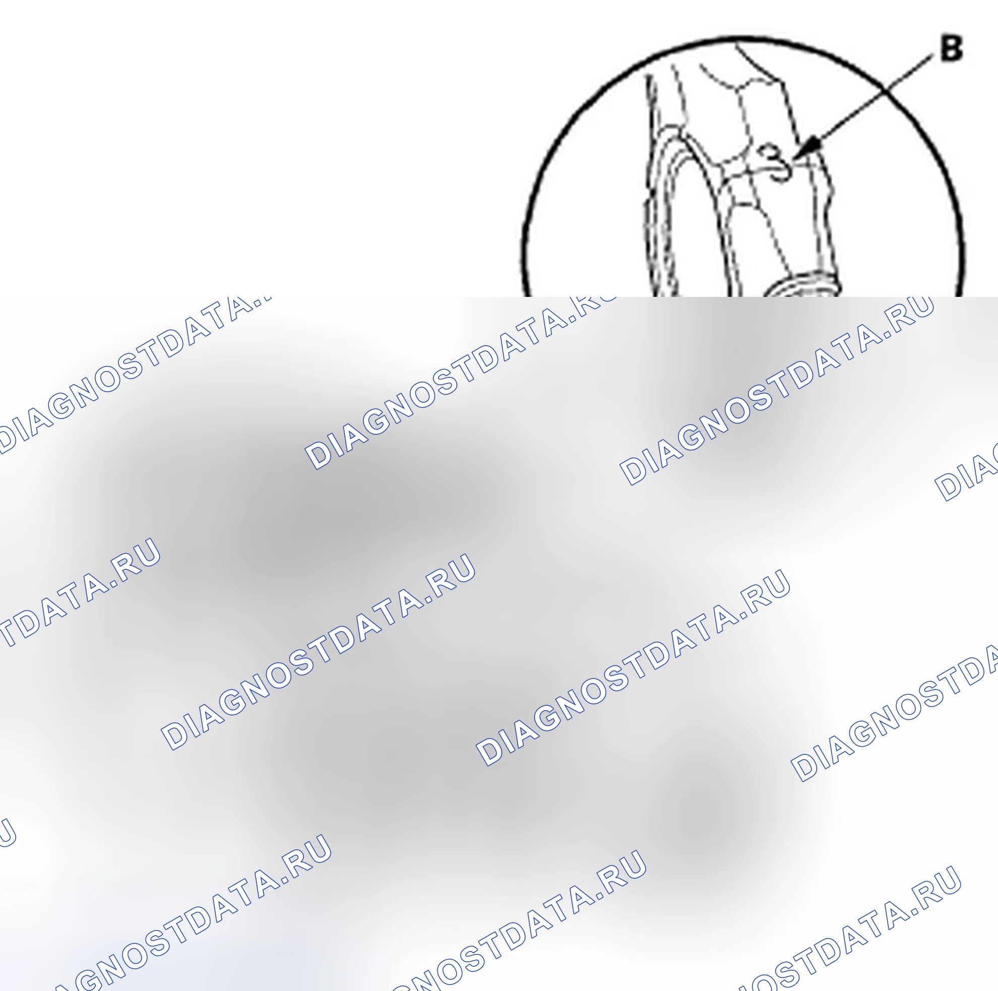 Рис. 248. Honda Element YH2 рестайлинг