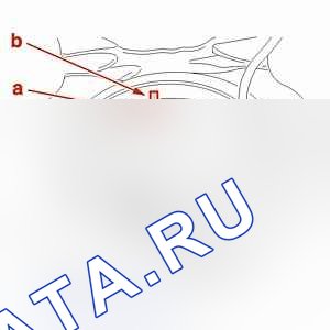 Снятие - установка: Датчик уровня топлива — b1hkxzzc. Peugeot 607 I