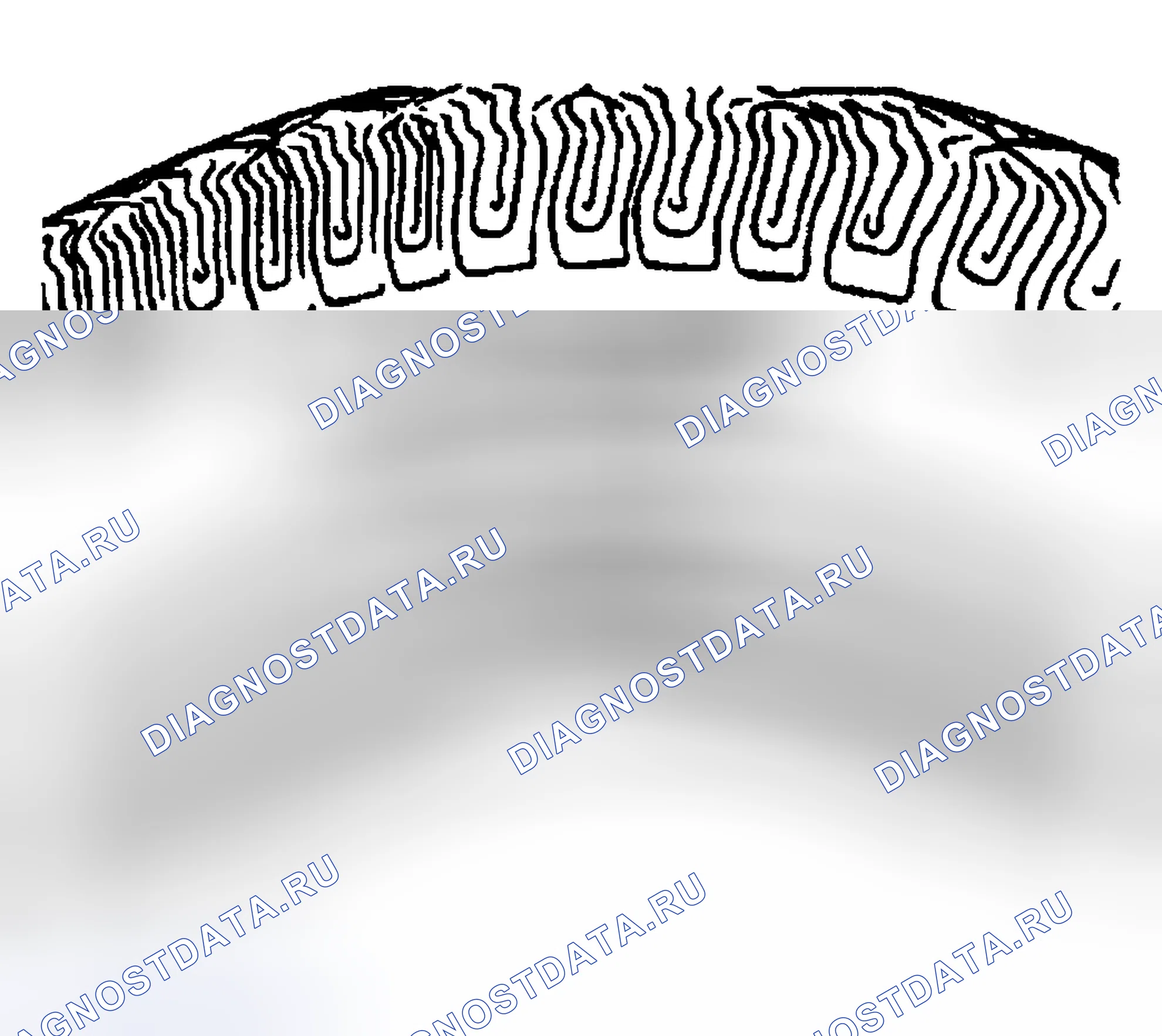 Рис. 4: Все Сезоны Шины Описание. Kia Ceed CD