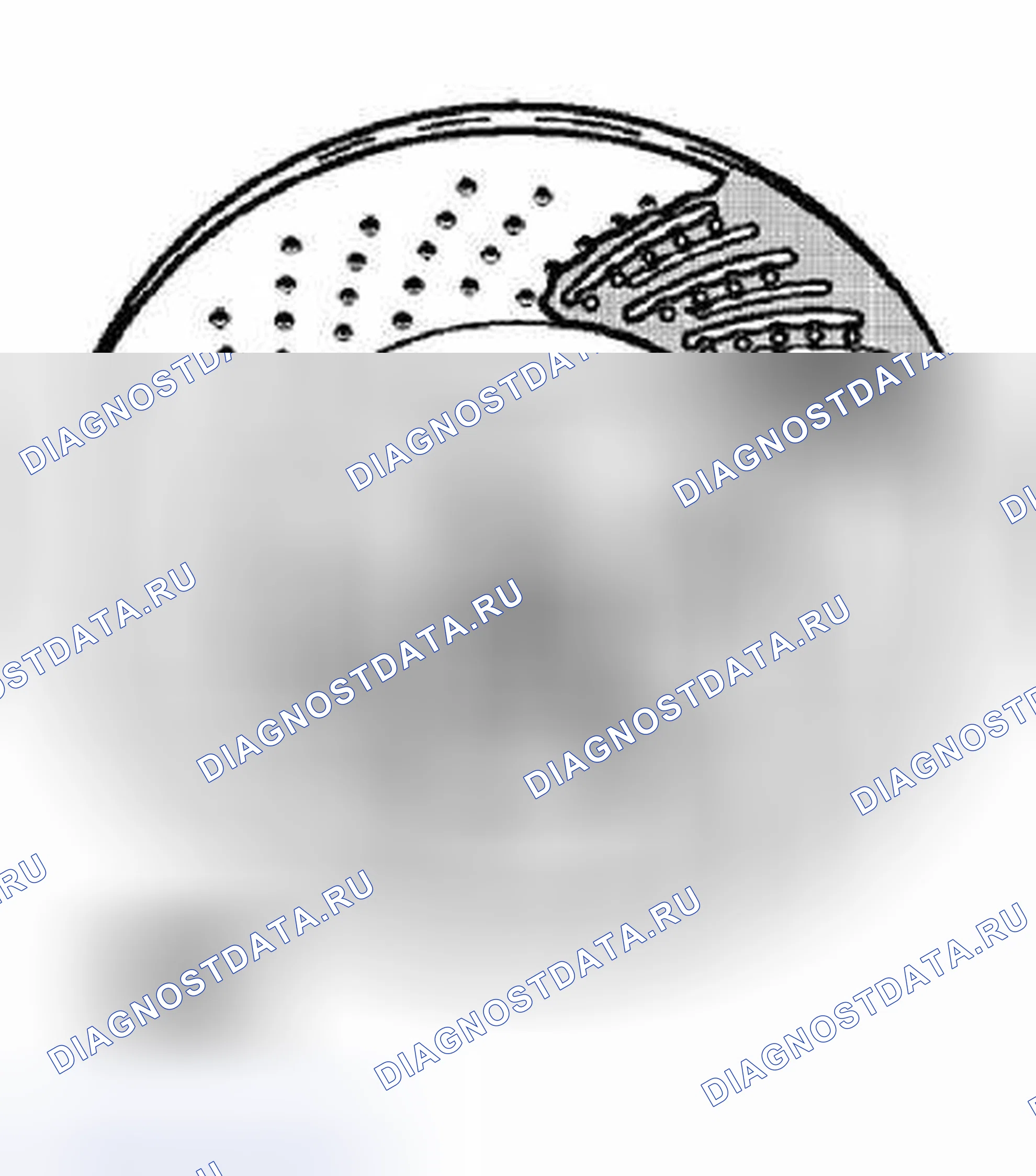 Рис. 25. Porsche Boxster 986