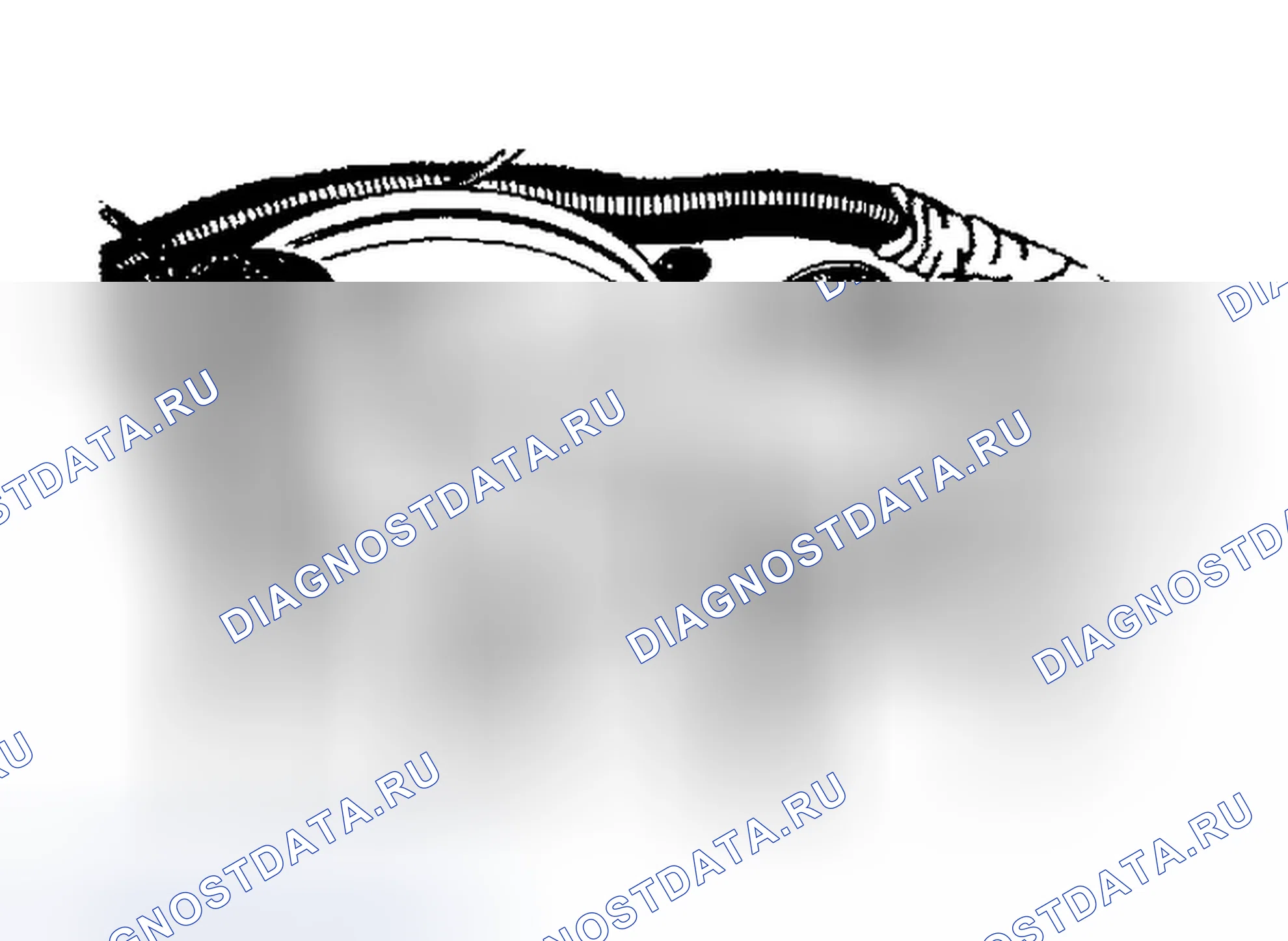 Рис. 355. Dodge Dakota Sport 